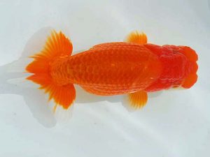 観魚会 西関脇　高地成弥　荒川