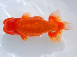 観魚会 東小結　秋元和男　君津