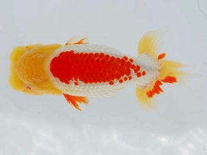 観魚会 西小結　大渕　功　木更津