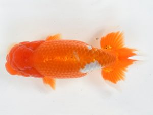 喜樂らんちう会　勧進元一　島田光男　足立区