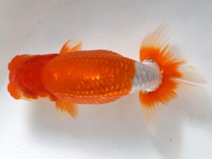 喜樂らんちう会 行司二　山本心助　西亀有