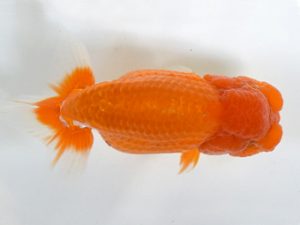 喜樂らんちう会 行司三　伊藤征夫　堀切