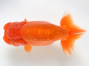 喜樂らんちう会 脇行司一　内田　實　草加市