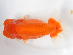 喜樂らんちう会 脇行司二　大久保義彰　千葉