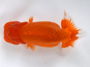 喜樂らんちう会　二歳会　西大関　馬場祥宏　川口市