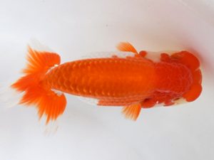 喜樂らんちう会　二歳会　立行司　杉本晃章　足立区