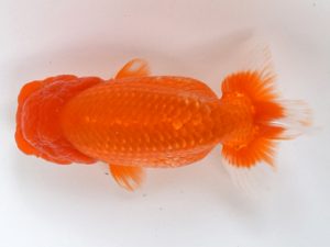 喜樂らんちう会　二歳会　取締一　飯塚　博　さいたま市