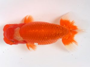 樂らんちう会　二歳会　取締二　山本心助　西亀有