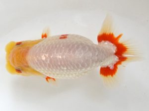 喜樂らんちう会 東関脇　松本和正　武蔵村山市