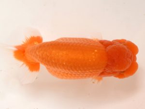 喜樂らんちう会　東小結　野田　裕　逗子市