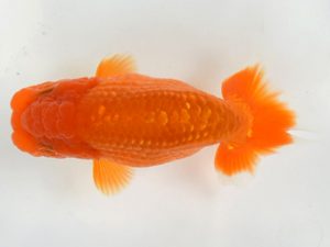 喜樂らんちう会 西小結　池辺　勇　越谷市