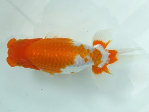 好鱗会　二歳会　西大関　森相　優　坂戸市