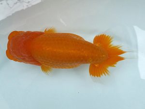 好鱗会　二歳会　立行司　松原　健　府中市