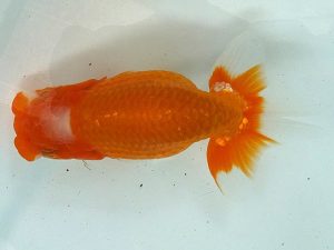 好鱗会　二歳会　取締二　加納力一　小平市