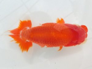 桑名愛錦会　二歳会　2席　谷地村政幸　東郷町