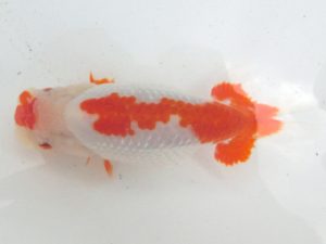 桑名愛錦会　二歳会　3席　高須一三　名古屋市