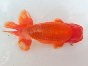 桑名愛錦会　二歳会　4席　野村　豊　弥富市