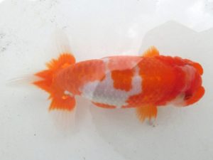 桑名愛錦会　二歳会　5席　宇野正志　長久手