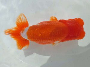 三重支部・三重らんちう会　二歳会　東大関　小濱照明　松阪市