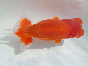 三重支部・三重らんちう会　二歳会　西大関　樋口直也　伊勢市