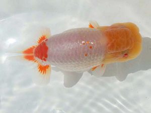 三重支部・三重らんちう会　二歳会　立行司　山下隆生　伊勢市