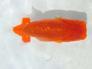 三重支部・三重らんちう会　二歳会　取締一　藤波秀文　四日市