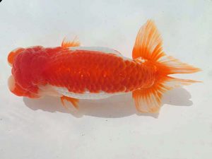 三重支部・三重らんちう会　二歳会　取締二　小濱照明　松阪市