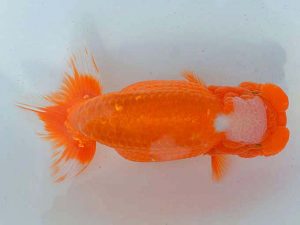 埼玉らんちう会　二歳会　東大関　山中静郎