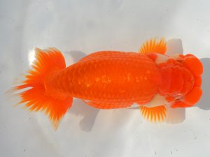 埼玉らんちう会　二歳会　立行司　宮本好史