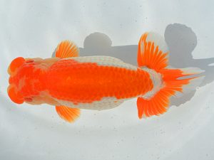 埼玉らんちう会　二歳会　取締一　山口辰也