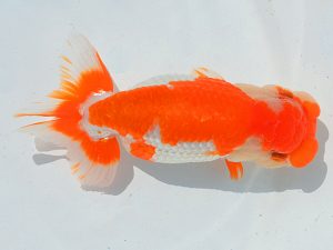 埼玉らんちう会　二歳会　取締二　田巻洋一郎