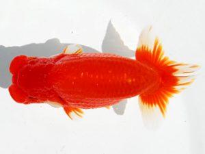 二歳会　東大関　花田国昭　上尾市