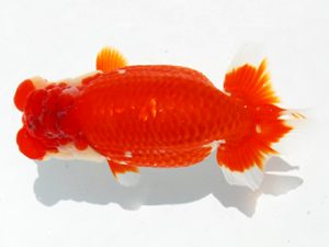 二歳会　西大関　Feng yue wu  中国