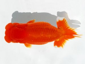 二歳会　立行司　坪井　昇　笠間市