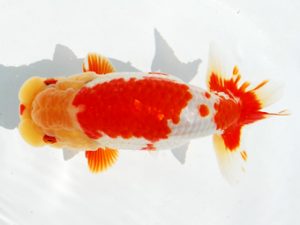 二歳会　取締一　諏訪戸則之　渋谷区