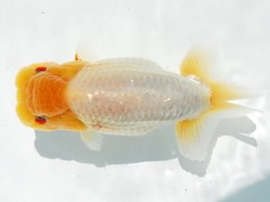 二歳会　取締二　藤田達也　東海村