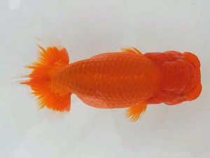 錦蘭会　春季品評大会　東大関　村上暢彦　浅口