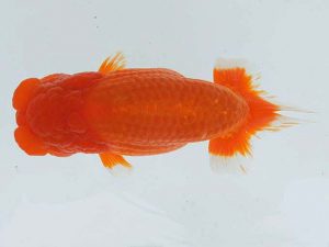 錦蘭会　春季品評大会　西大関　村上暢彦　浅口