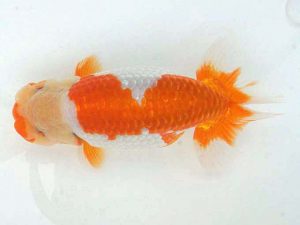 錦蘭会　春季品評大会　立行司　新井常之　茨木