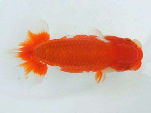 錦蘭会　春季品評大会　取締一　小林保治　堺