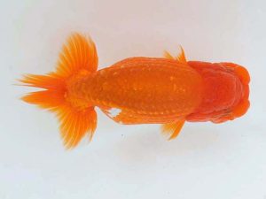 錦蘭会　春季品評大会　取締二　徳力洋一　枚方