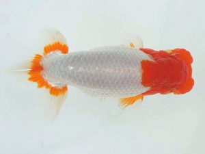 錦蘭会　春季品評大会　東大関　濱田英明　那智勝浦