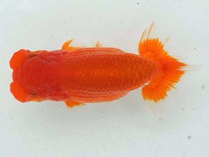 錦蘭会　春季品評大会　西大関　濱田英明　那智勝浦