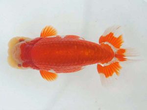 錦蘭会　春季品評大会　立行司　濱田英明　那智勝浦