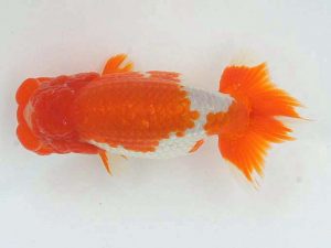 錦蘭会　春季品評大会　取締一　笹井義則　尾道