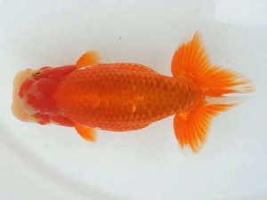 錦蘭会　春季品評大会　取締二　笹井史治　福山