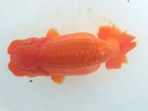 二歳会　東大関　松田　勝　仙台