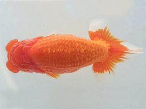 二歳会　西大関　松田　勝　仙台