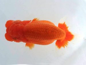 二歳会　立行司　安藤修司　須賀川市