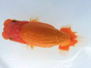 二歳会　取締一　松田　勝　仙台